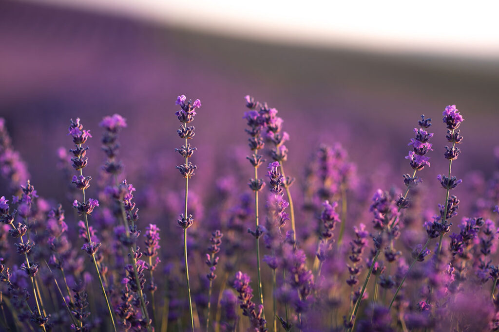 Lavender flowers in a field