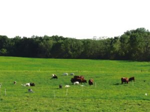 At Glowing Generations, we use 100% grass-fed, ethically sourced tallow—because what goes on your skin matters.